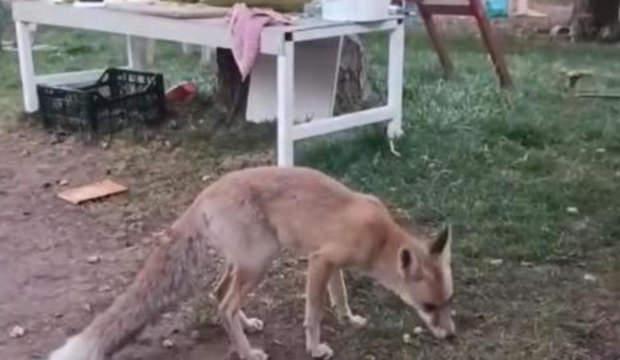 Tavuğunu yiyen tilkiye b&ouml;yle hesap sordu: Utanmıyor musun?
