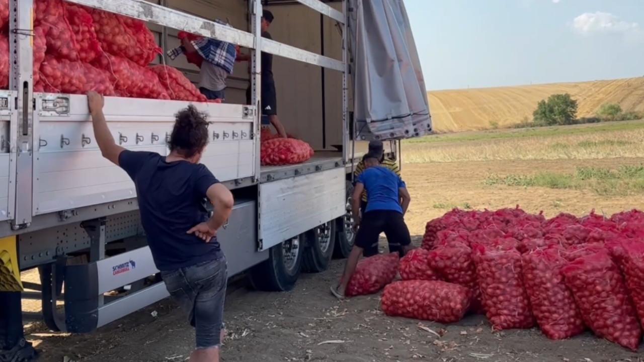 Bu soğan 3 yılda sofraya geliyor! Aroması bambaşka, susuz yerde yetişiyor