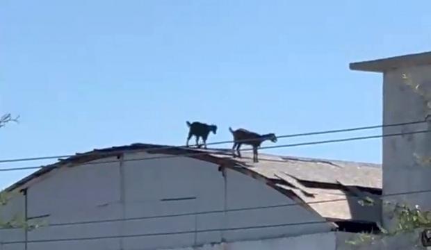 Antalya'da ke&ccedil;iler, 3 katlı inşaatın &ccedil;atısına &ccedil;ıktı