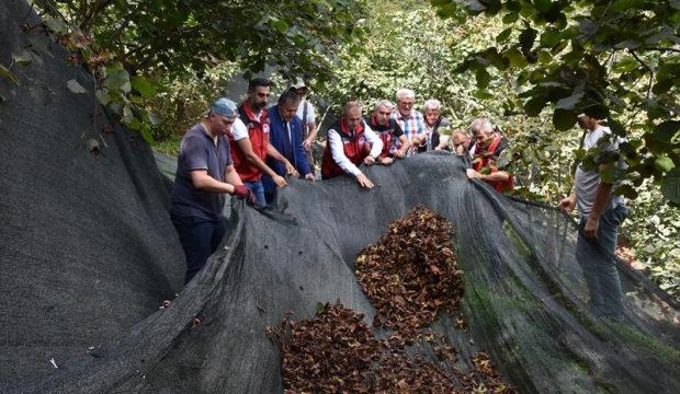 Fındık &uuml;reticisine b&uuml;y&uuml;k kolaylık! Hasat maliyetini y&uuml;zde 80 d&uuml;ş&uuml;r&uuml;yor!