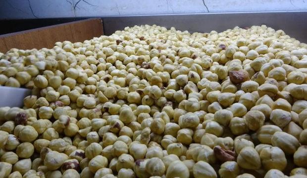 Hasadı tamamlandı, paketleme başladı: Y&uuml;zde 200 kazandırıyor!