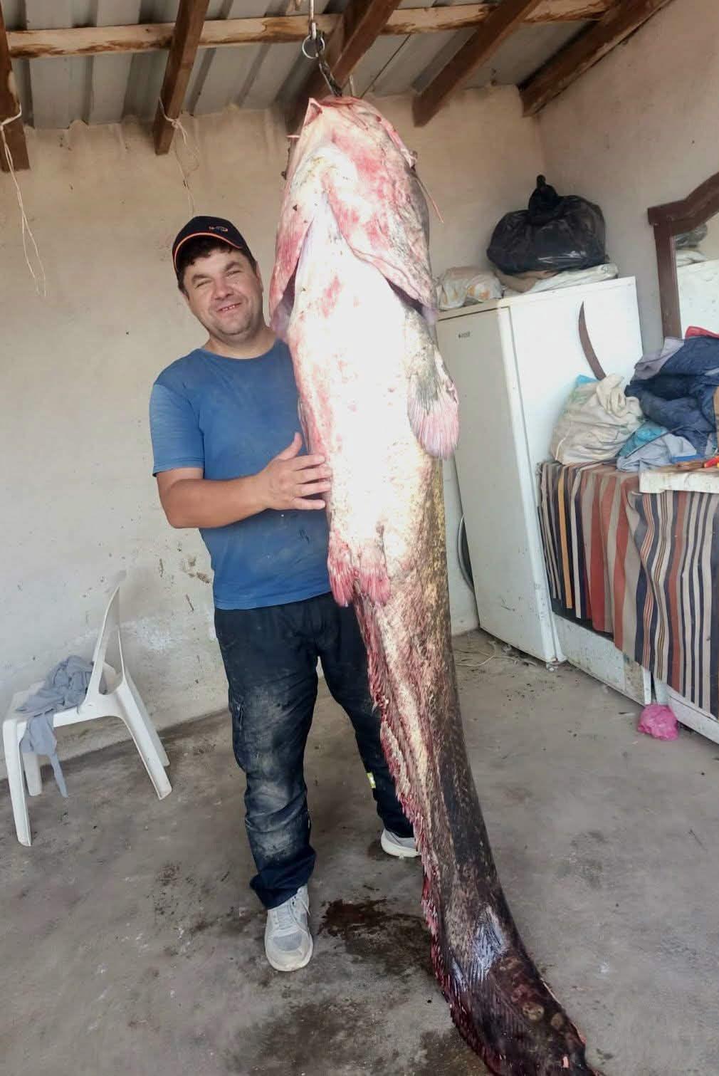Meriç Nehri’nde 2 metre 45 santimetrelik dev yayın balığı.