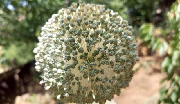 Tunceli&rsquo;de dağ sarımsağı operasyonu: İzinsiz s&ouml;ken yandı! Milyonluk ceza yağdı!