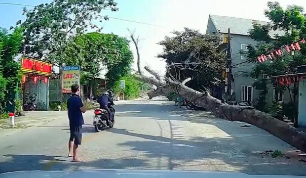 Vietnam'da kesilen ağa&ccedil; motosikletlinin &uuml;zerine devrildi: Bir &ouml;l&uuml;