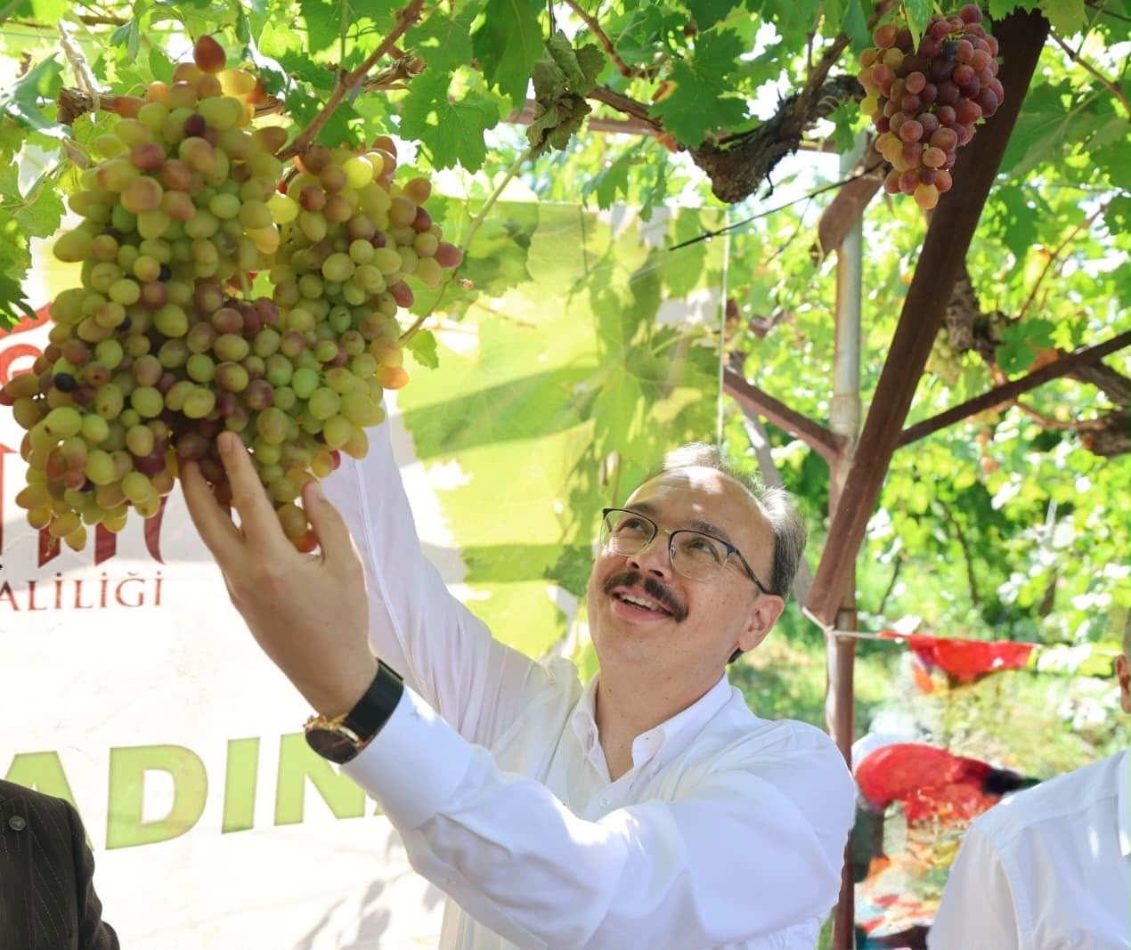 Üzüm ve asma yaprakları