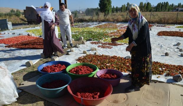 B&ouml;lgede rakibi yok! Kış sofralarının vazge&ccedil;ilmezi: 25 d&ouml;n&uuml;ml&uuml;k tarladan Avrupa'ya gidiyor