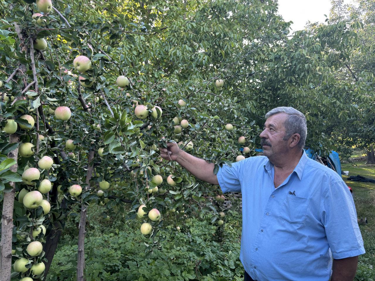 Dünyada yalnızca Gürün’de yetiştirildiği belirtilen Ayvaniye elması, hasat döneminin başlamasıyla yeniden gündeme geldi.