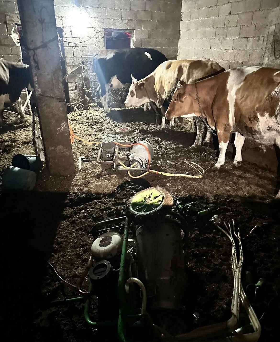 İnek sağarken elektrik akımına kapılan kadın hayatını kaybetti.