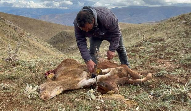 Erzincan'da besiciyi şoke eden manzara: Buzağılarını par&ccedil;alanmış halde buldu