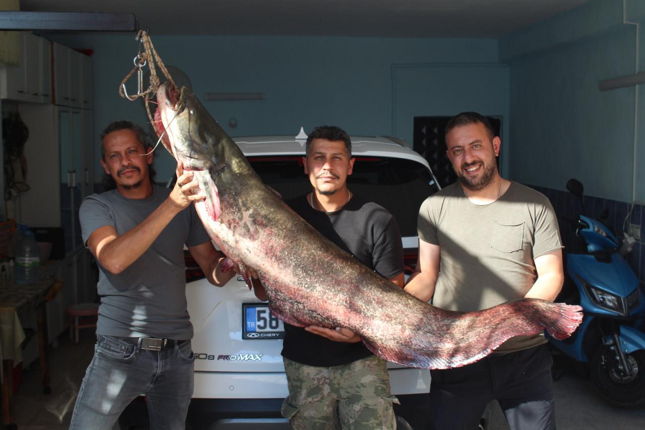 Kızılırmak'ta oltaya 190 santimetrelik yayın balığı takıldı.