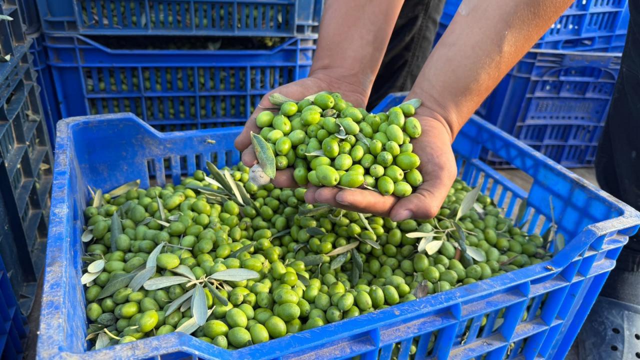İznik’te yeni sezonun ilk zeytin hasadıyla birlikte erken hasat zeytinyağı üretimi başladı.