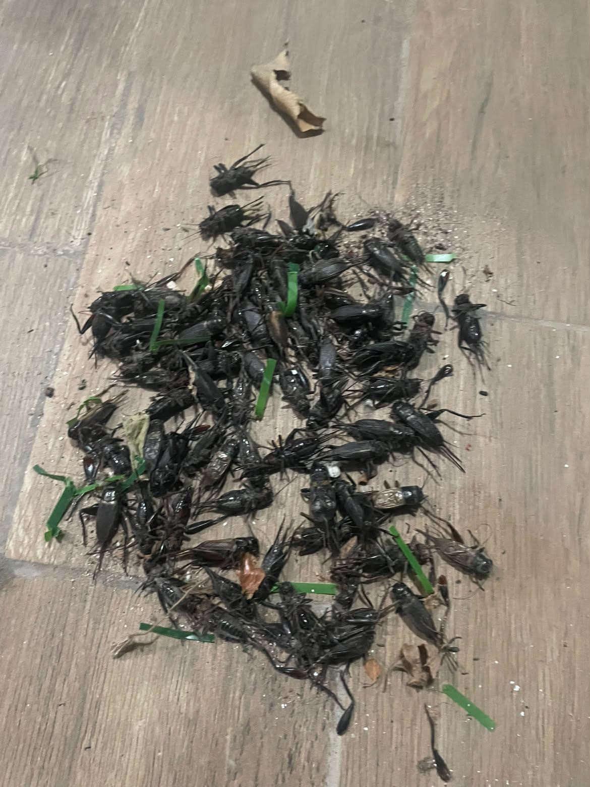 Balkonlara kadar giren cırcır böcekleri.