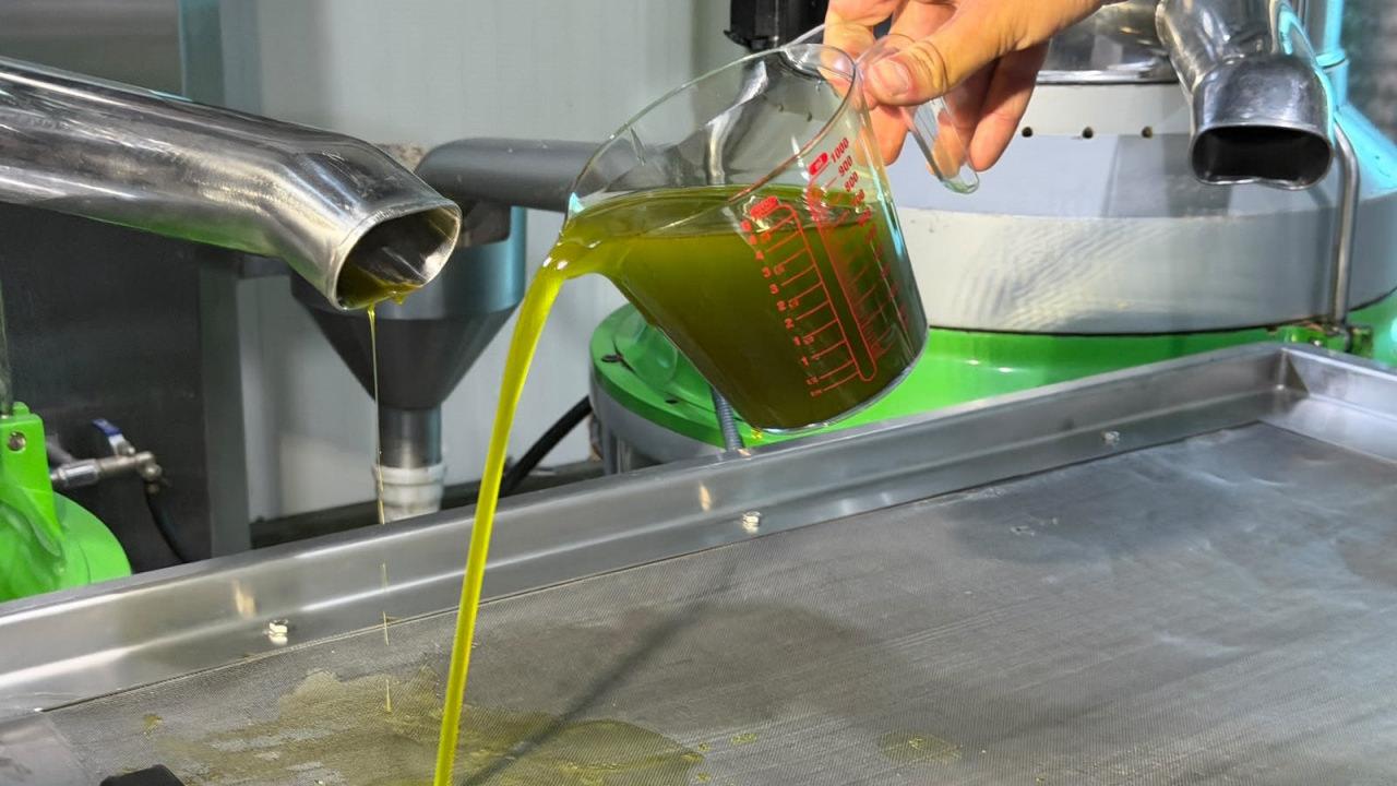 İlk hasat döneminde yaklaşık 11 kilogram yeşil zeytinden 1 litre zeytinyağı elde ediliyor.