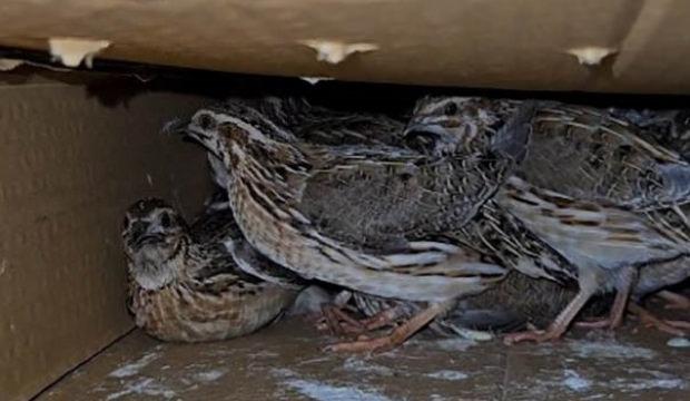 Kastamonu'da ka&ccedil;ak av cep yaptı! 622 bin 791 TL ceza kesildi 