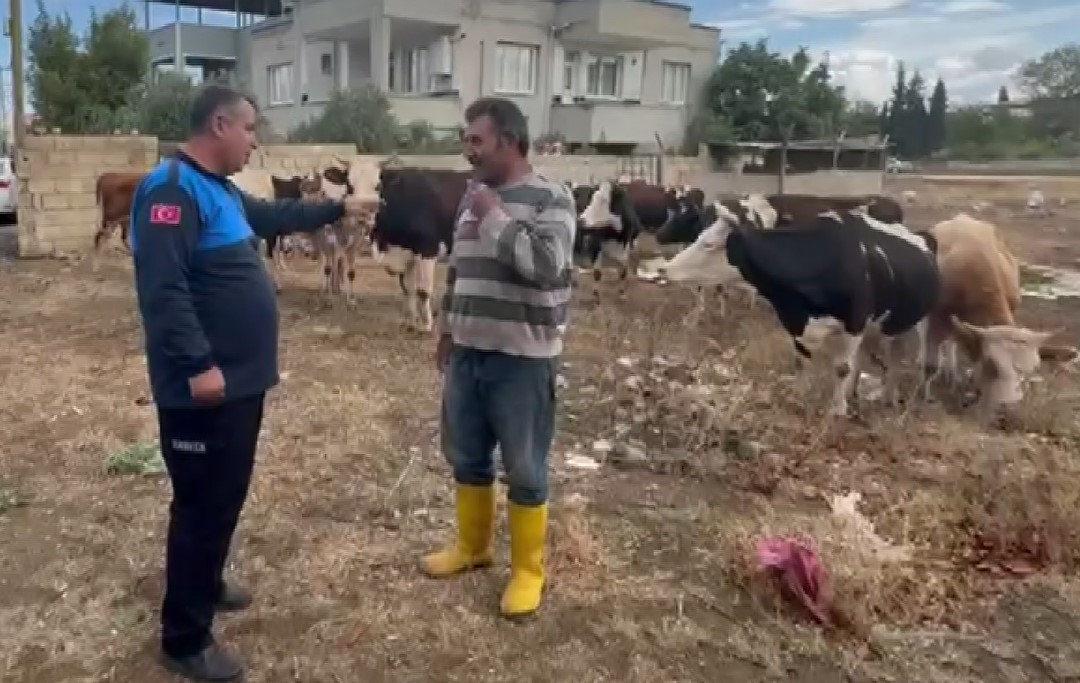 Zabıta ekipleri hayvanları sahibine teslim etti.