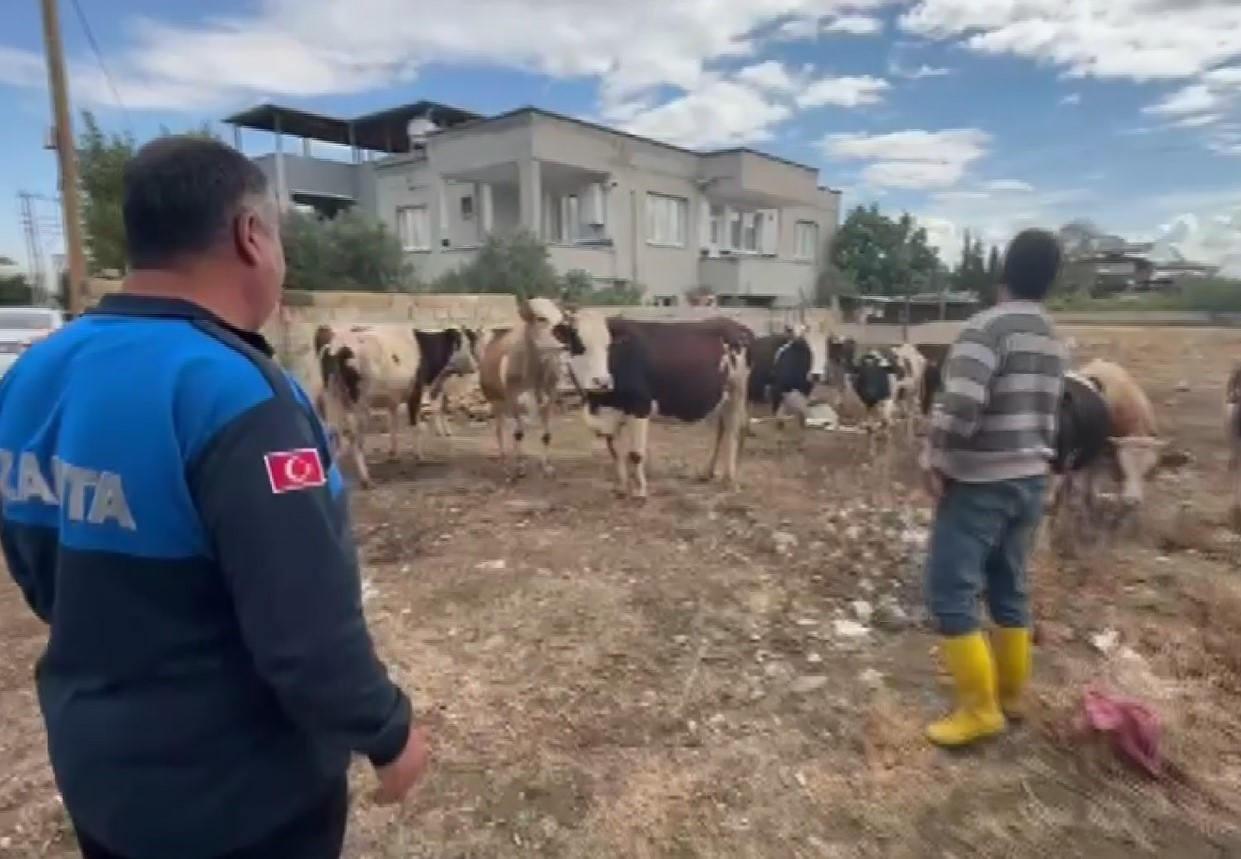 İslahiye'de kaybolan 17 büyükbaş, kulak küpelerinden sahibi tespit edilerek teslim edildi.