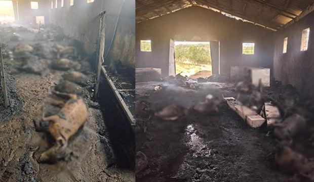 Tunceli'de besicinin belini b&uuml;ken manzara: 200 k&uuml;&ccedil;&uuml;kbaş yandı