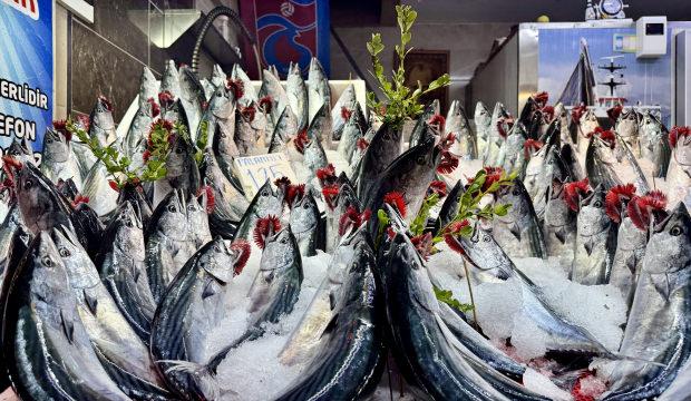 Palamut bolluğu başladı! Tanesi 100 TL'den satılıyor: Hamsi bu sezon az olacak