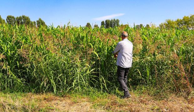 Yem maliyetini d&uuml;ş&uuml;recek! İlk denemede 5 ton verim alındı