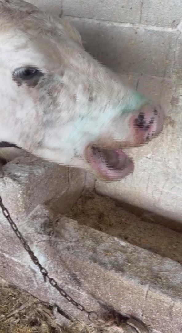 Hayvanların ağızlarında beyaz köpükler görülmeye başlanıldı. 