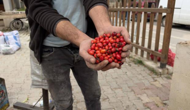 100 TL'den 50 TL'ye d&uuml;şt&uuml;! Bolluk fiyatlara yansıdı