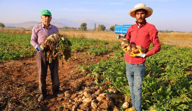 Tarlalarda tarihi rekor! Rekolte 500 bin ton: Gece g&uuml;nd&uuml;z &ccedil;alışıyorlar