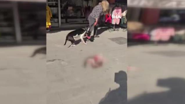 Esenyurt'ta sokakta kedi parçalayan Pitbull sahibine 95 bin TL ceza kesildi.