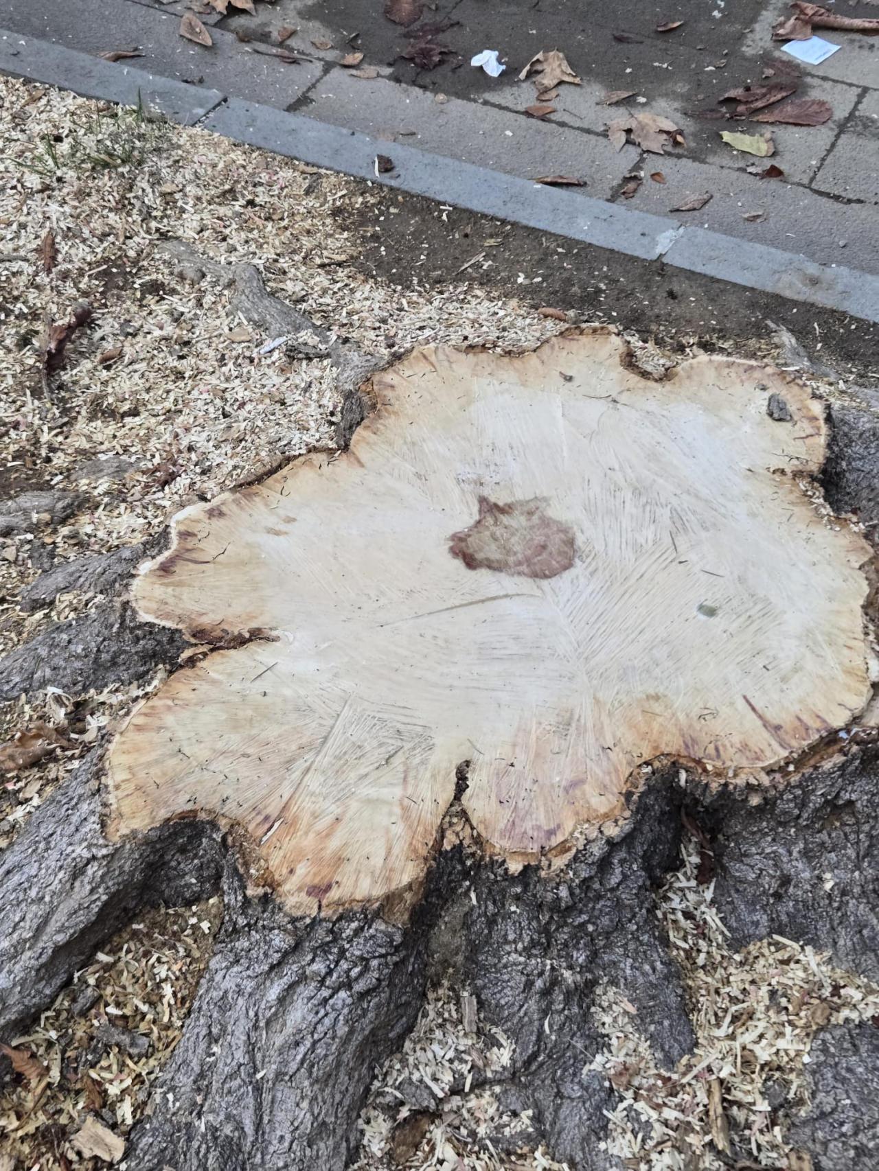 İBB, Saraçhane Arkeoloji Parkı'ndaki 7 büyük ağacı kesti