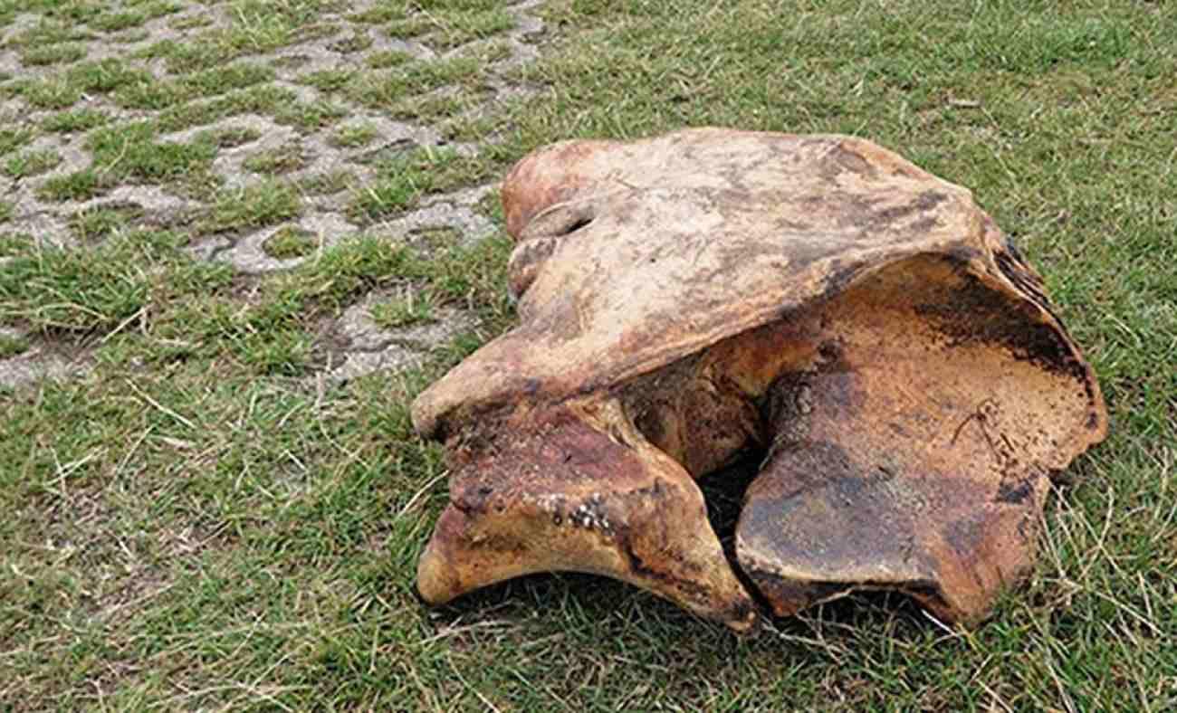 Tarlasını kazarken tesad&uuml;fen buldu! Değeri 444 milyon TL