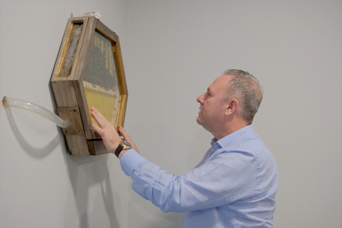 Soner Ilık’ın makam odasına yerleştirilen cam kovan, arıların dışarı çıkıp polen toplamasına ve kovana geri dönmesine olanak sağlıyor.