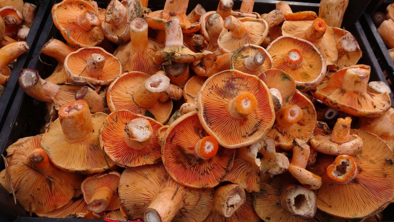 Ormanlarda mantar bolluğu yaşanan Kastamonu’da kanlıca mantarının kilogram fiyatı 400 liradan 50 liraya kadar geriledi.
