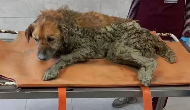 Bakan &Ccedil;ift&ccedil;i, İzmir'de &ccedil;amura saplanan k&ouml;peğin kurtarılma g&ouml;r&uuml;nt&uuml;lerini paylaştı