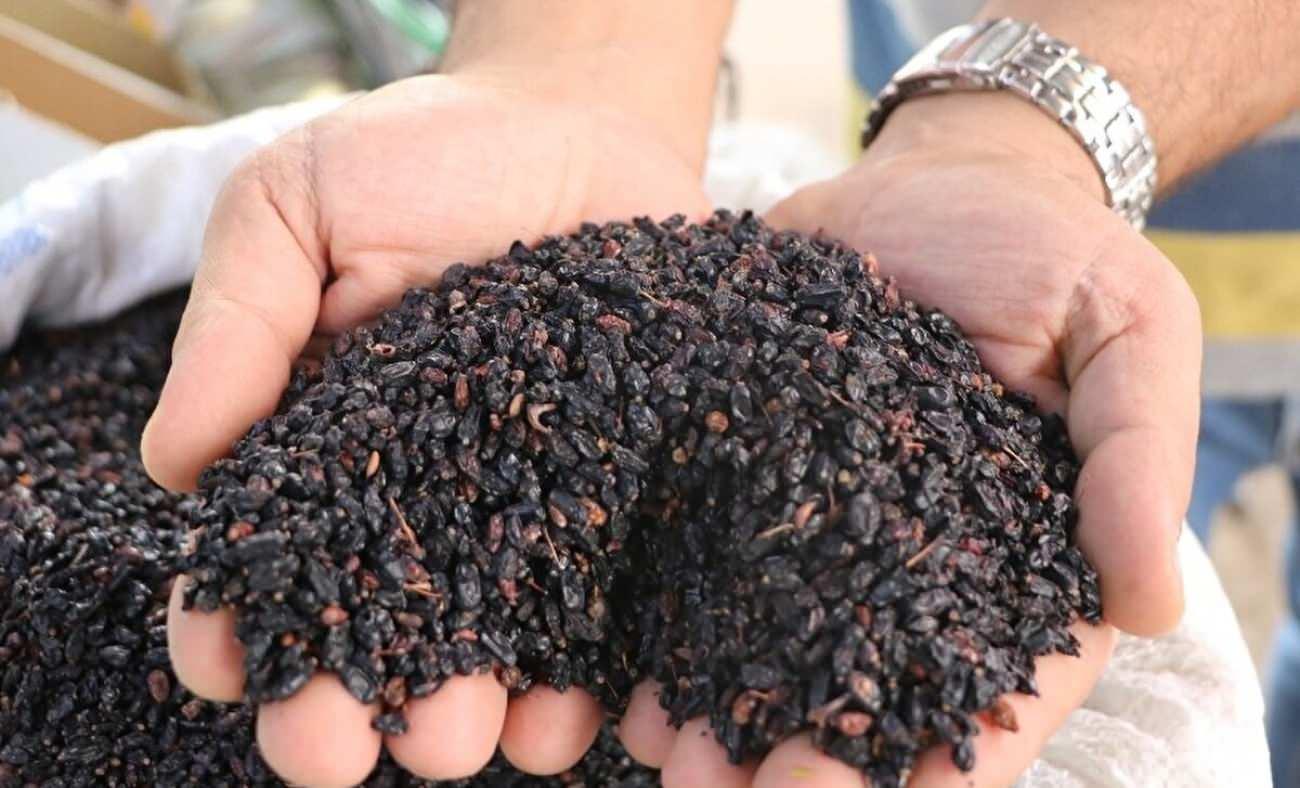 Bu meyveyi sadece Sivaslılar biliyor! Bitmeyen faydaları ile &ouml;ne &ccedil;ıkıyor