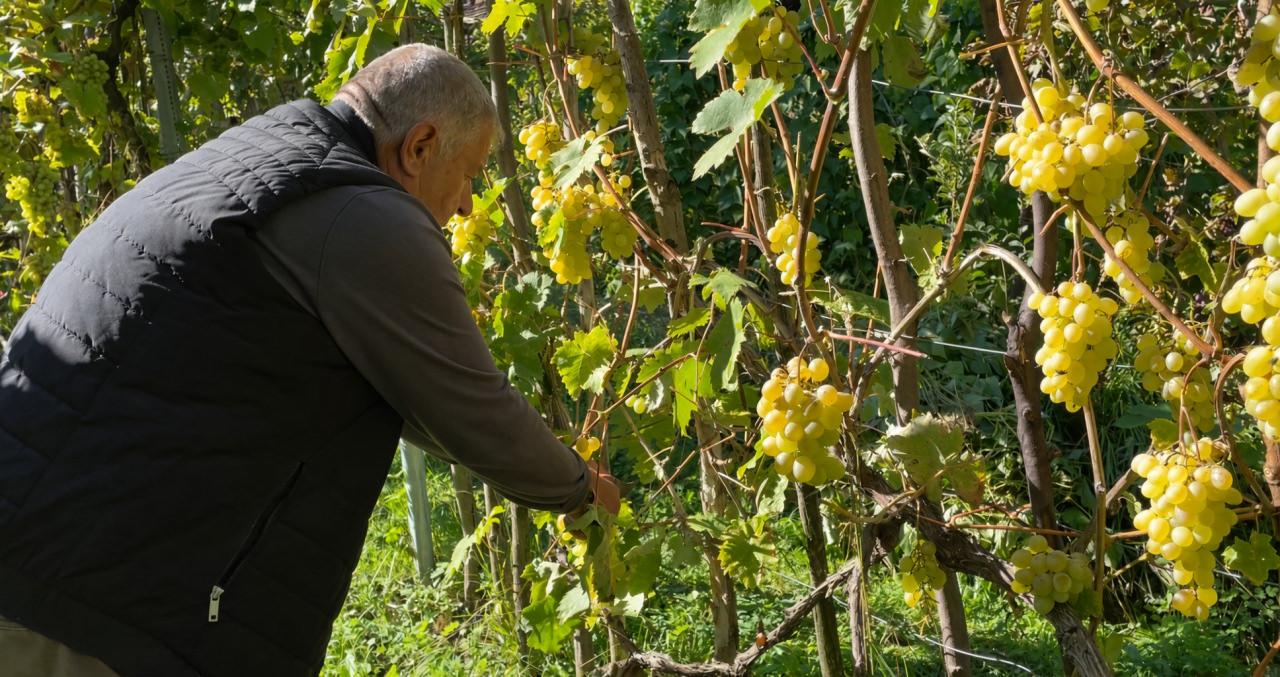 Yusufeli’nin Çevreli köyünde 1050 rakımda yetiştirilen Peterek üzümünün kilosu yaklaşık 200 liradan satışa sunuluyor.