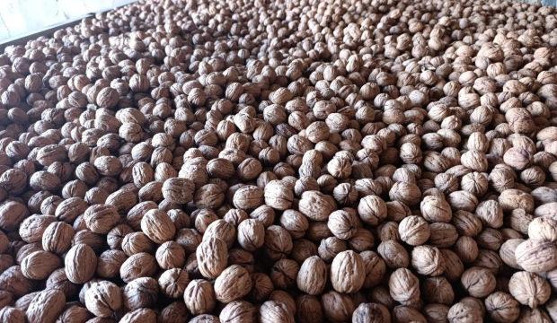 Edirne'de 400 ton ceviz rekoltesi bekleniyor: &Uuml;reticiler &uuml;r&uuml;n kalitesi ve verimden memnun