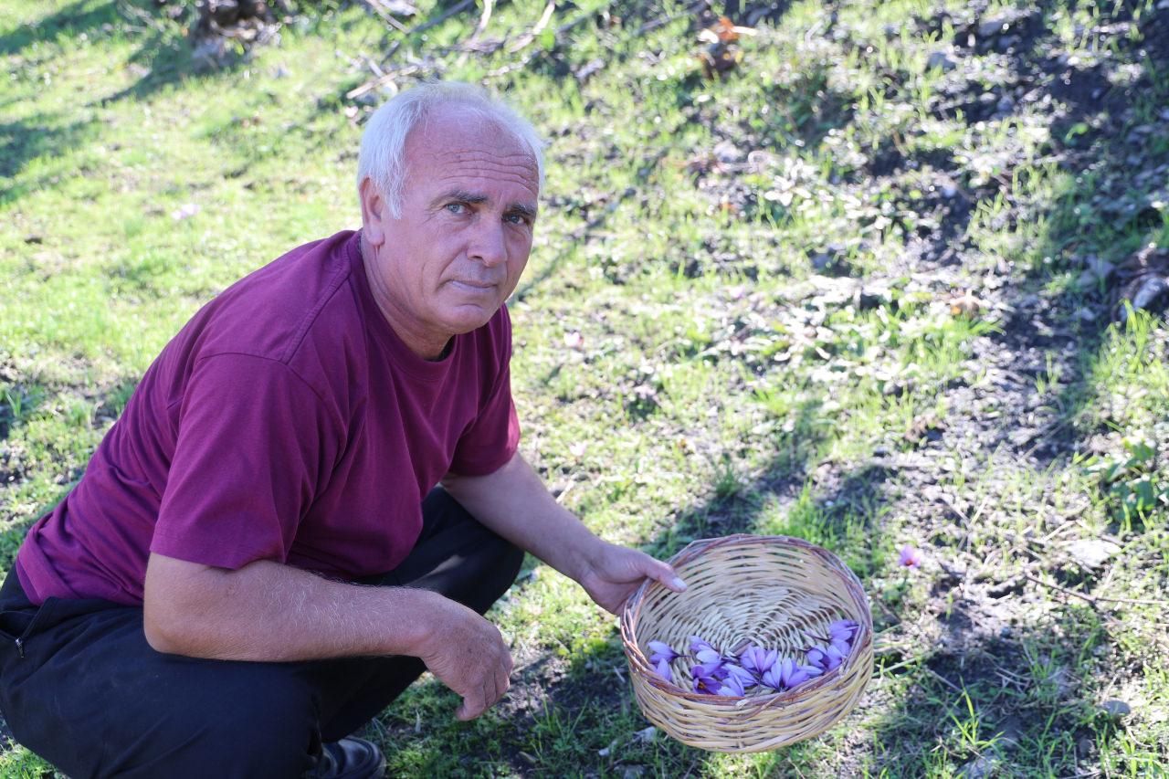 Yaklaşık 150 bin çiçekten 1 kilogram safran elde edilebiliyor; Kozan’daki üretici bu sezon 500-600 gramlık rekolte bekliyor.