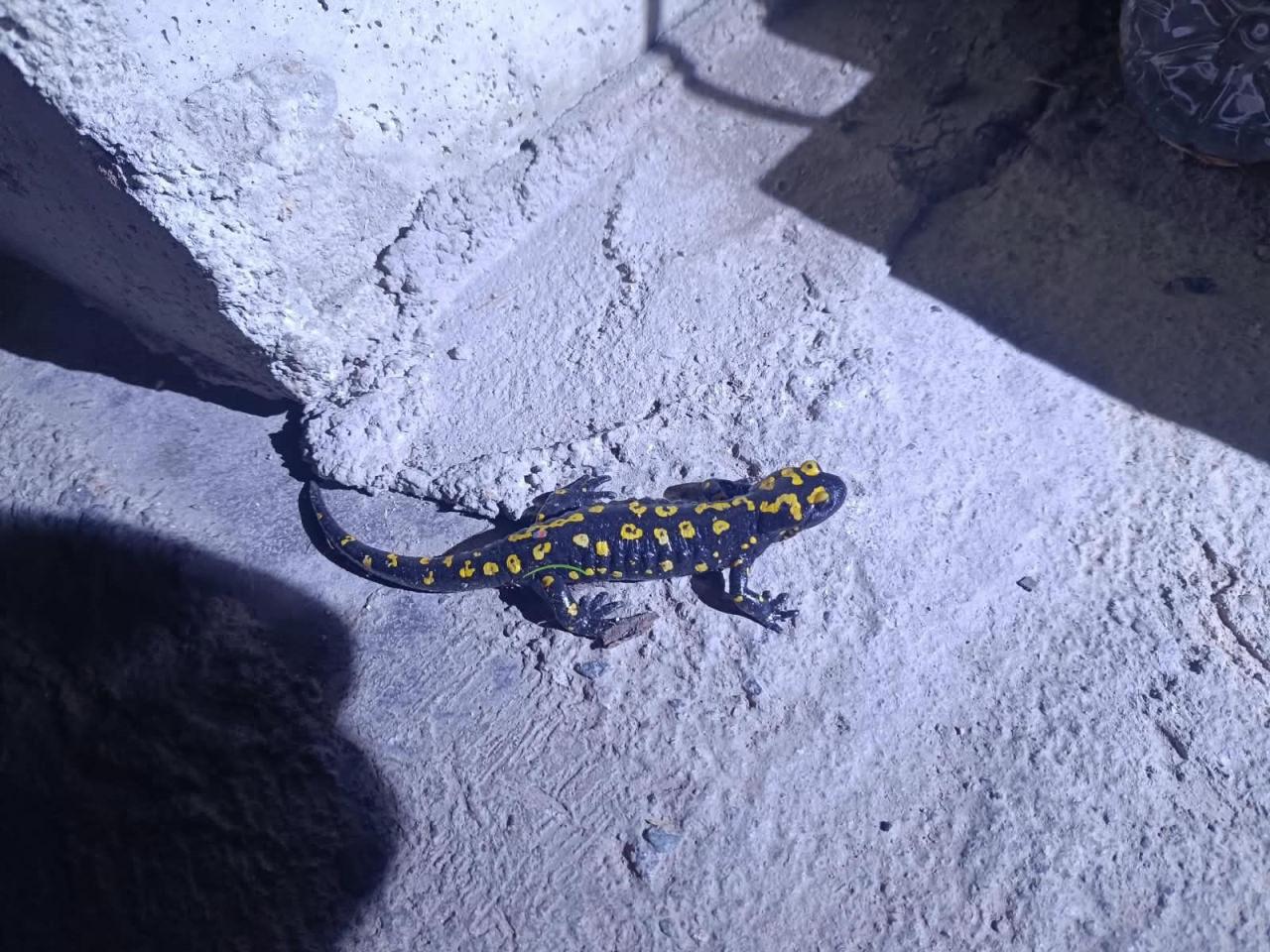Elazığ’da benekli semender görüntülendi.