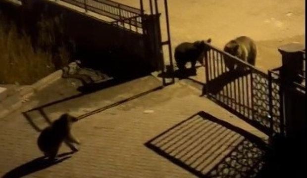 Kars&rsquo;ta &ccedil;&ouml;pte yiyecek arayan boz ayıya vatandaştan ilgin&ccedil; sitem: Hele tipine bak