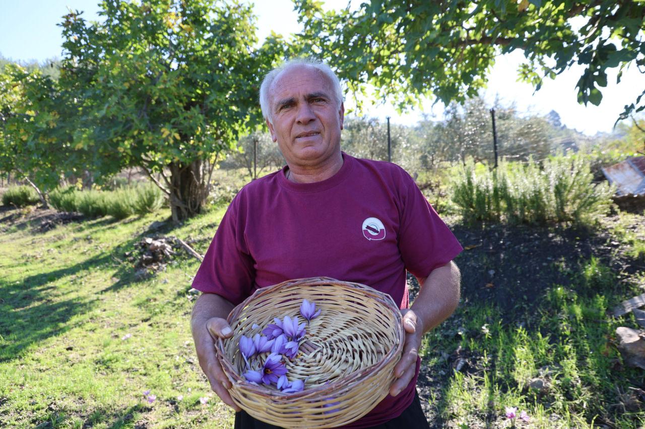 Kozan’ın Kızlarsekisi Mahallesi’nde safran çiçekleri sabahın erken saatlerinde toplanırken, ayıklama işlemleri gün boyunca devam ediyor.