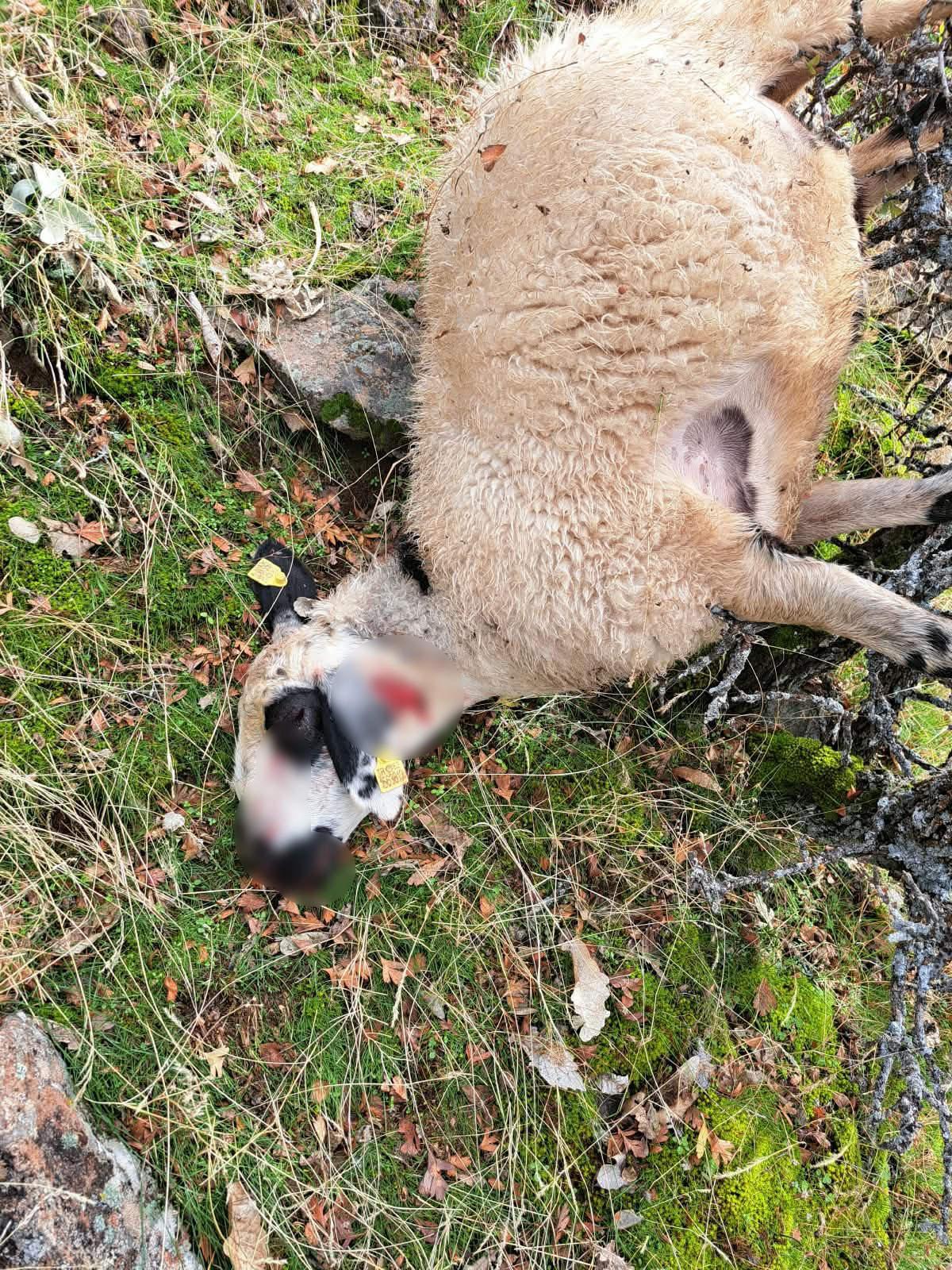 Kurt saldırısında telef olan koyunlardan biri. 