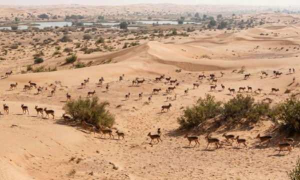 Dubai'yi alarma ge&ccedil;iren g&ouml;r&uuml;nt&uuml;! Sayıları giderek &ccedil;oğalıyor, nasıl geldikleri bilinmiyor