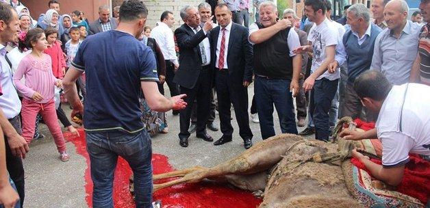 CHP'li başkan deve keserek göreve başladı