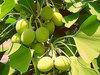 Ginkgo Biloba'nın şifa olduğu dertler