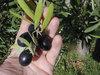 Evde çizme zeytin yapılışı