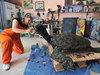 Atık şişelerden caretta caretta heykeli