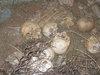 Batı Şeria'da 18 Osmanlı askerinin iskeleti bulundu
