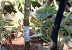 Ezine'de meyve ağaçlarında aşı eğitimi