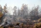 Muğla'da tarım arazisi ve ormanlık alanda yangın