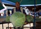 "Dev lahana" üreticisi Kahramanmaş'ta yüksek verim