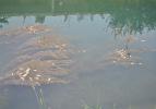 Manavgat'ta sulama kanalında ölü balıklar bulundu